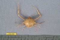 藏品(七刺栗殼蟹)的圖片